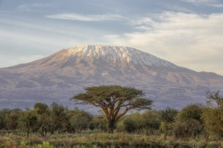 Mt Kilimanjaro and Acacia - in the morning